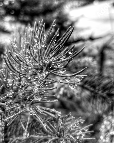 close up of pine needles