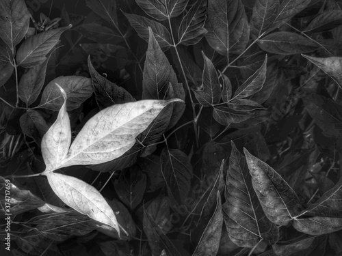 leaves on the ground