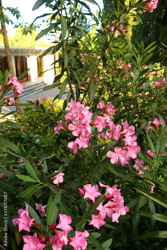 flowering oleander (nerium oleander)