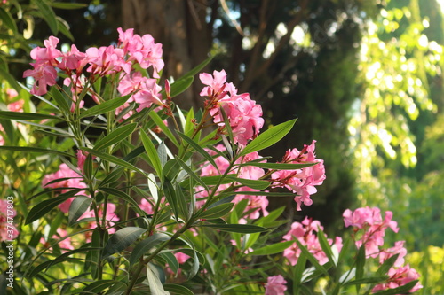 flowering oleander (nerium oleander)