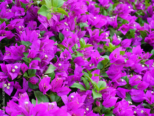 Blooming bougainvillea close up. Bright magenta background. Purple flowers.