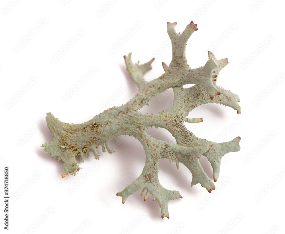 Iceland moss (Cetraria islandica) Iceland moss (Cetraria islandica)