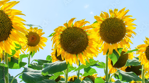 Sunflower heads on the blue sky background close-up. Summertime  harvesting concept.