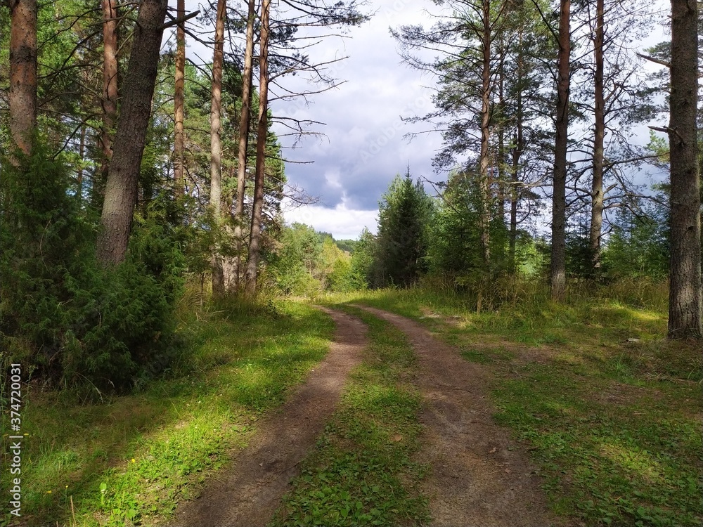 Obraz premium road in the pine forest