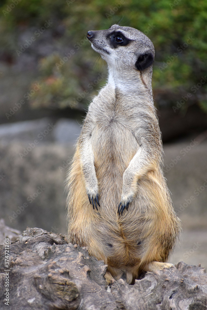 Fototapeta premium A small meerkat suricate animal