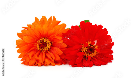 Two orange zinnia.