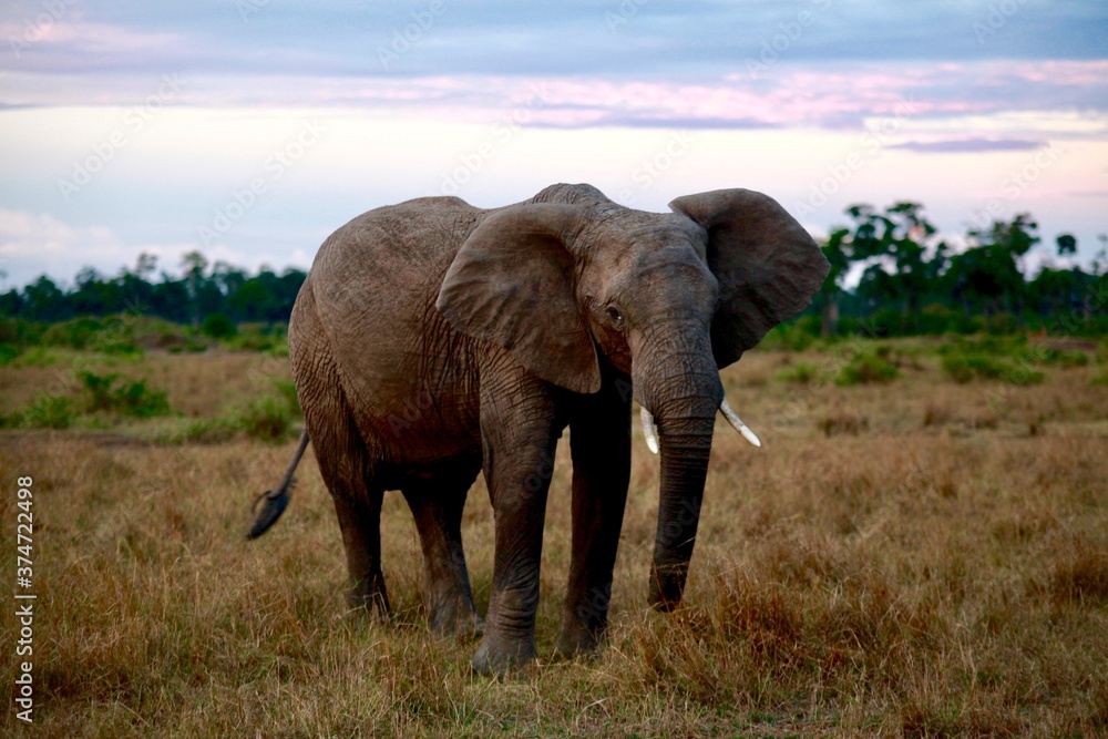 Fototapeta premium Portrait of Elephant