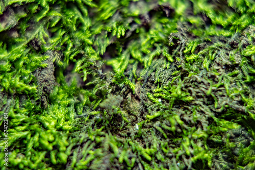 Green background with tree climacium moss in soft focus at high magnification. The beauty of nature and the environment. Insignificant details invisible to the naked eye.