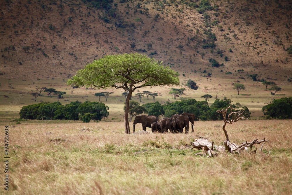 Naklejka premium Elephants Seeking Shade