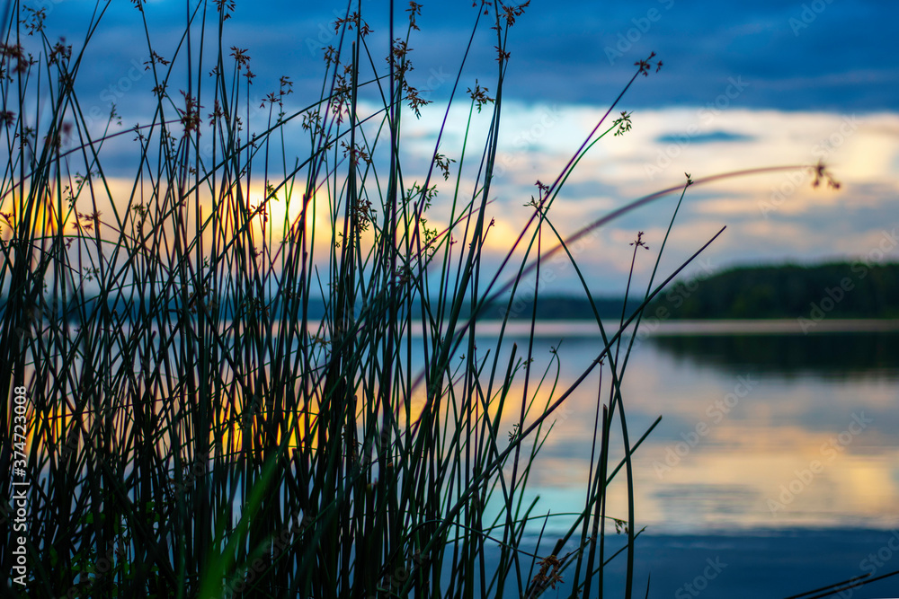 Reeds, grass in the evening sunset. Lake Senezh, peace and quiet Reeds, grass in the evening sunset. Lake Senezh, peace and quiet