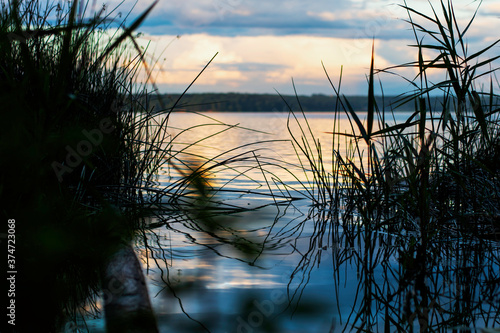 Reeds  grass in the evening sunset. Lake Senezh  peace and quiet