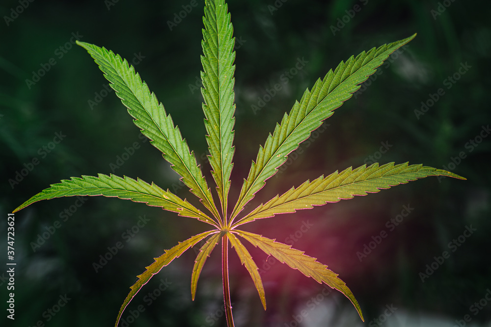 Nine leaves of cannabis plant backlit in twilight, close up. Pink light shines from behind. Over green blurred background. Nine leaves of cannabis plant backlit in twilight, close up. Pink light shines from behind. Over green blurred background.