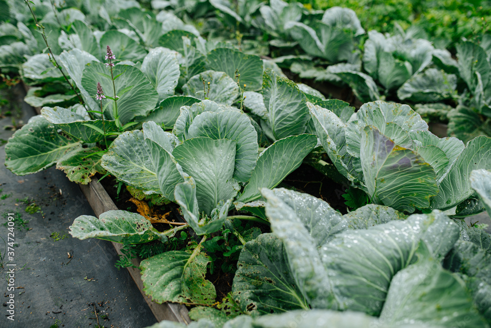 Cabbage garden bed stretching up in rows. Close up. Some leaves are eaten by bugs. Cabbage garden bed stretching up in rows. Close up. Some leaves are eaten by bugs.