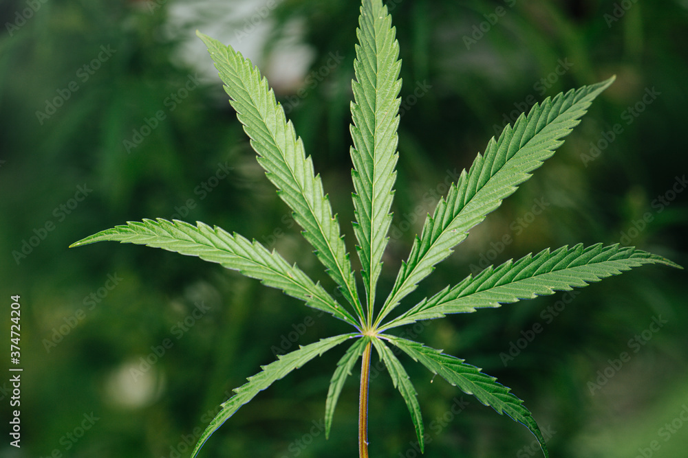 Nine leaves of cannabis plant, close up. Over green blurred background. Nine leaves of cannabis plant, close up. Over green blurred background.