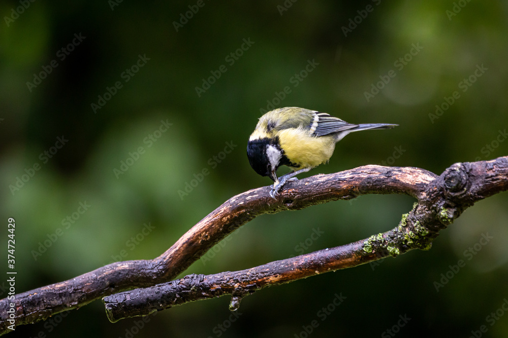 Fototapeta premium Kohlmeise an einem Regentag
