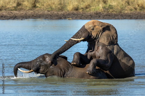 Two male elephant bulls playing in water with one on top of the other in Kruger Park in South Africa