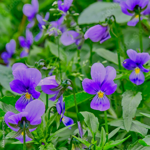 blooming in the garden violets, pansies