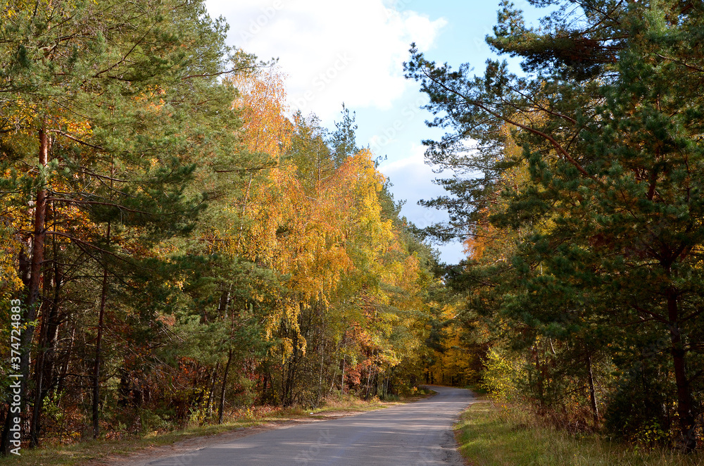 beautiful autumn landscape road among trees pine and birch