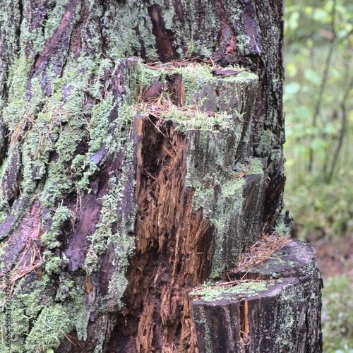 Fototapeta Naklejka Na Ścianę i Meble -  pień drzewa