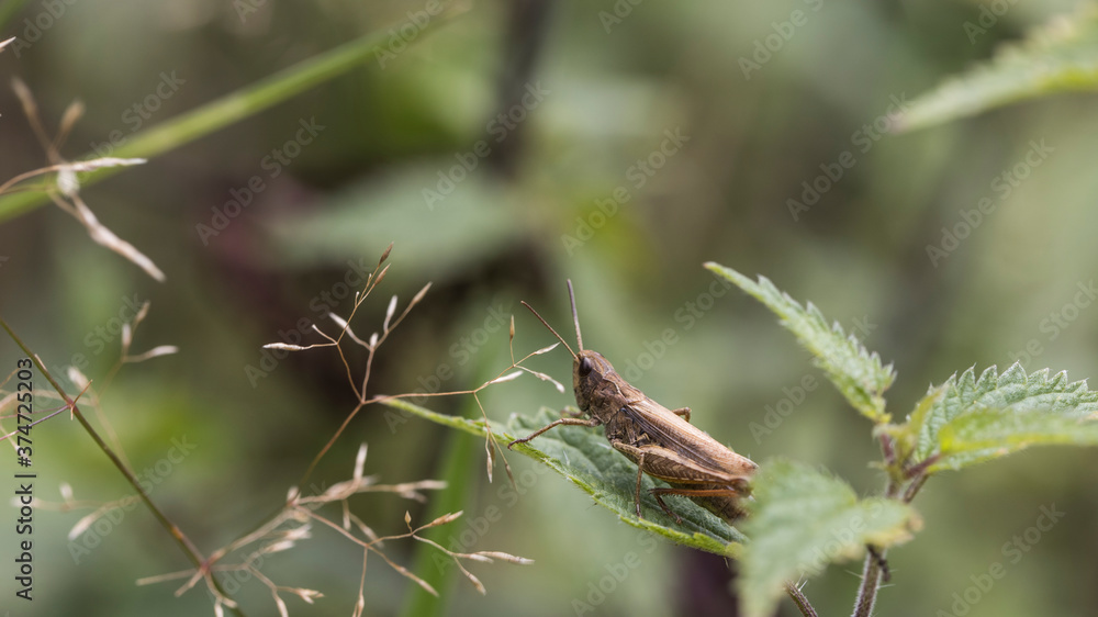 Animals and insects in forests and land in Scania Sweden Animals and insects in forests and land in Scania Sweden