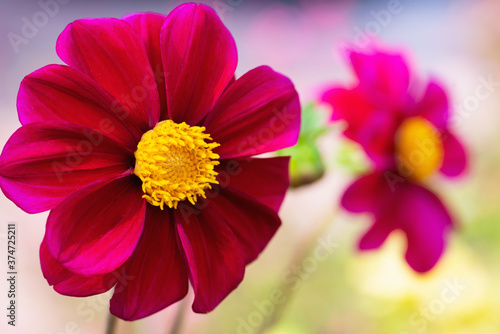 red dahlias in the garden