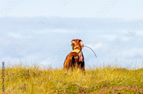 Fotografie My Irish Setter, hunting for Grouse in Norway.