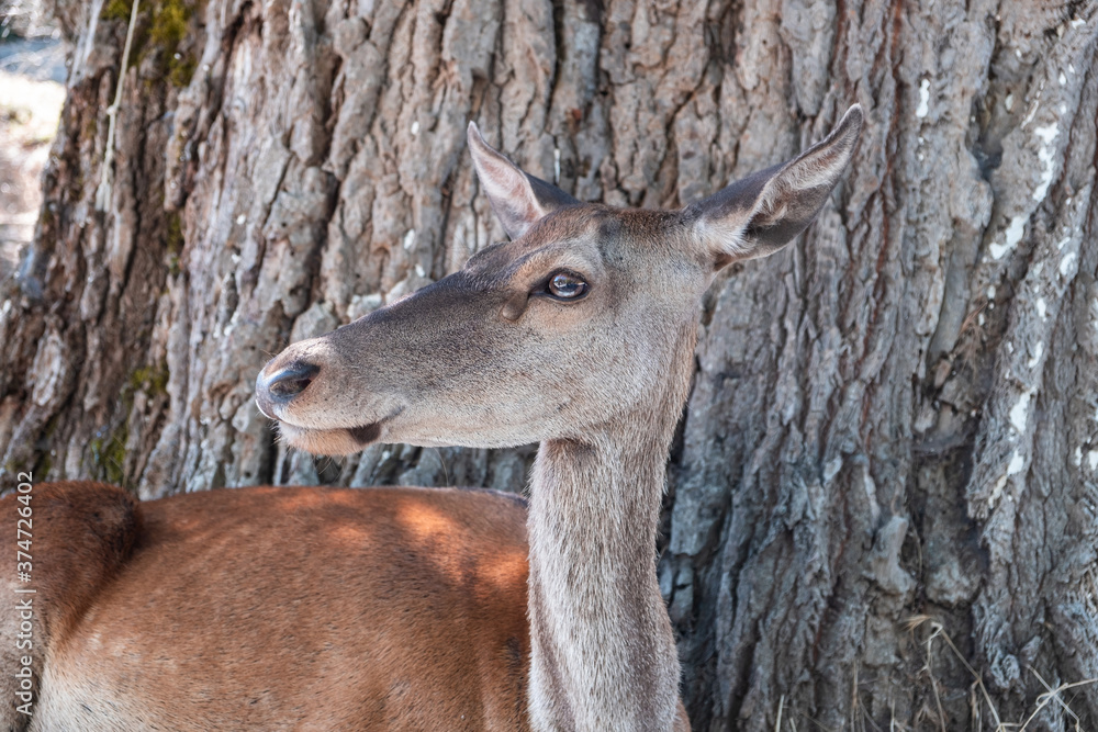 Wild red deer, Cervus elaphus, at Parnitha forest mountain, Greece. Blur background. Wild red deer, Cervus elaphus, at Parnitha forest mountain, Greece. Blur background.
