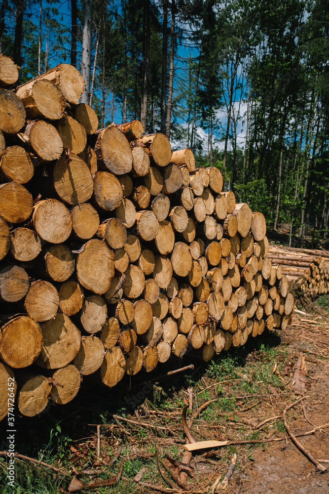 Brennholz im Wald aufgestapelt