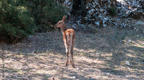Lonely wild red deer  fawn  Cervus elaphus  at Parnitha forest mountain  Greece.