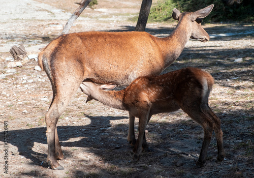 Wild red deer, mother and baby at breast feeding, Parnitha forest mountain, Greece.
