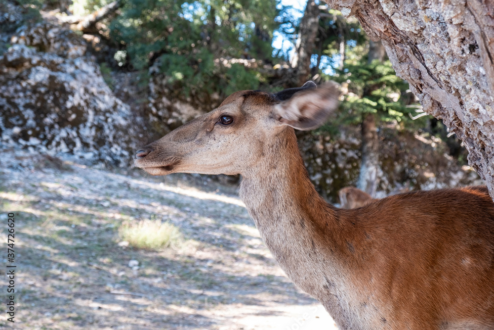 Wild red deer, Cervus elaphus, at Parnitha forest mountain, Greece. Blur background. Wild red deer, Cervus elaphus, at Parnitha forest mountain, Greece. Blur background.