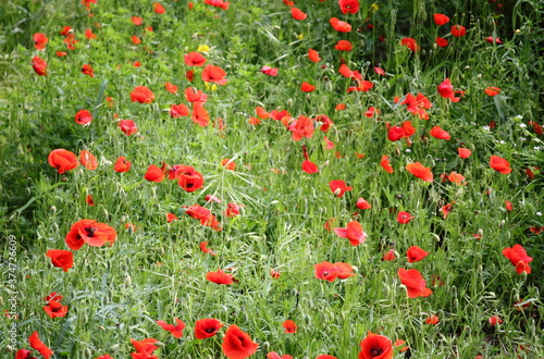 Meadow of poppies in bloom