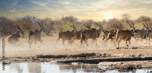 Herd of Eland Antelope running from a waterhole in Namibia, Africa. photo
