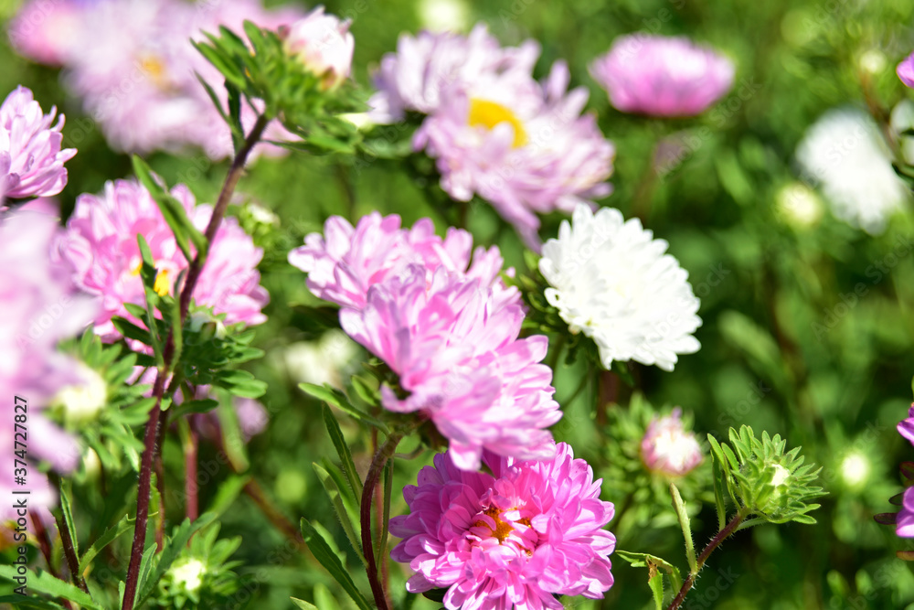 Red and white Aster flowers in the garden in summer Red and white Aster flowers in the garden in summer