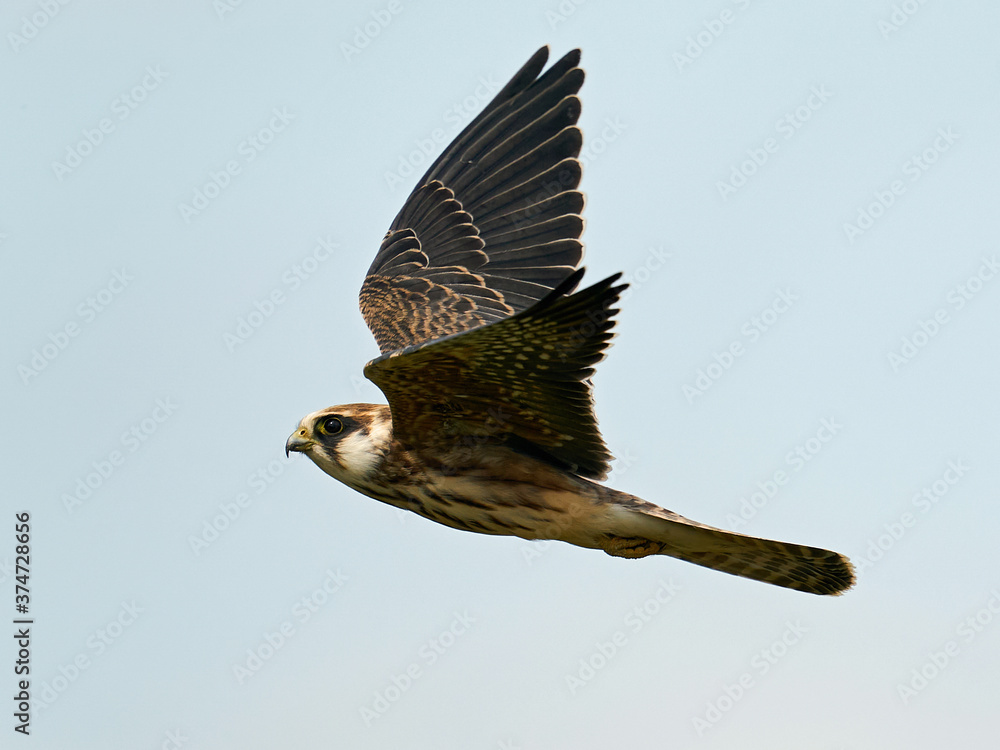 Fototapeta premium Red-footed falcon (Falco vespertinus)