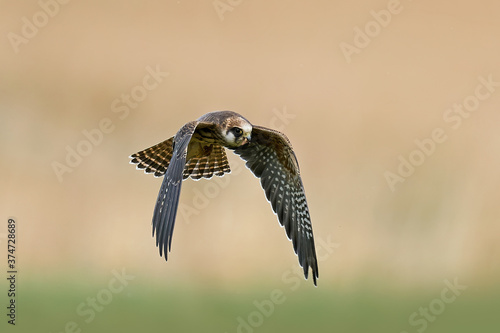 Red-footed falcon (Falco vespertinus)