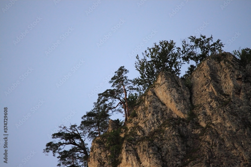 Trees on a cliff in the Three Crowns Massif, Poland Trees on a cliff in the Three Crowns Massif, Poland
