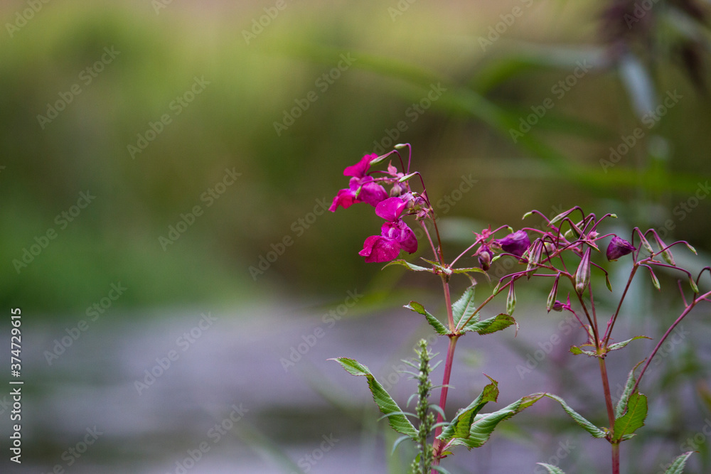 Pink flowers on a river bank with bokeh Pink flowers on a river bank with bokeh