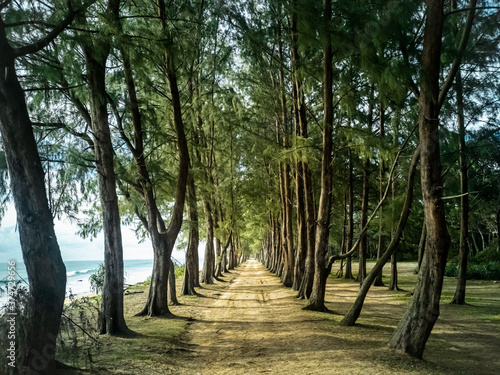 trees in the park