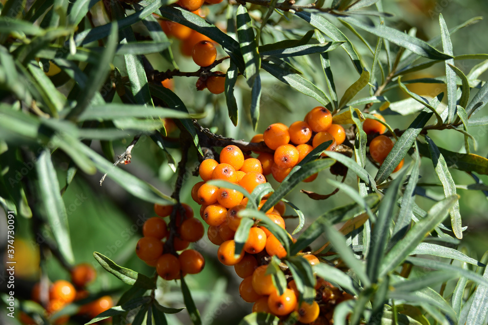Ripe sea buckthorn fruit on green branches with bokeh