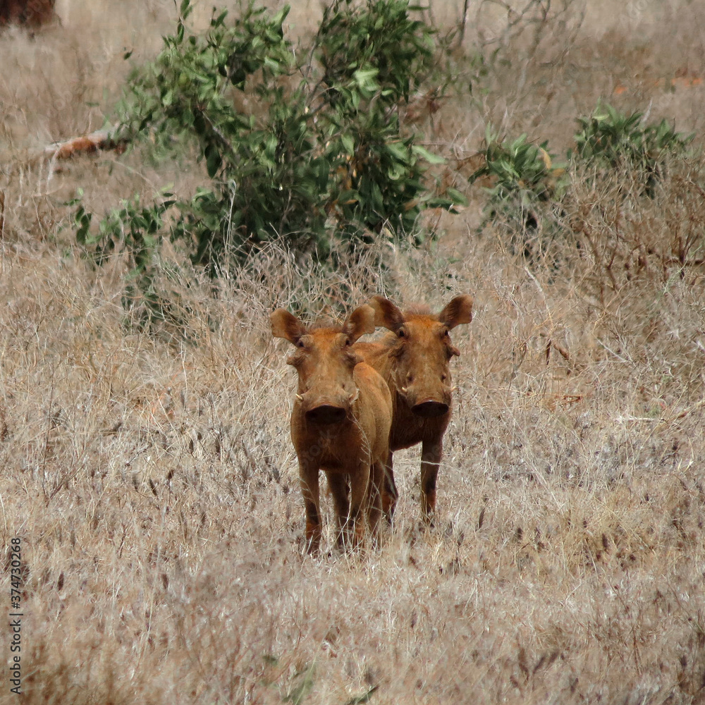Fototapeta premium Two wild pigs in the middle of the sabana