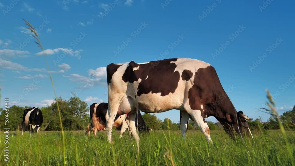 Slow Motion Milk cows on beautiful meadow Slow Motion Milk cows on beautiful meadow