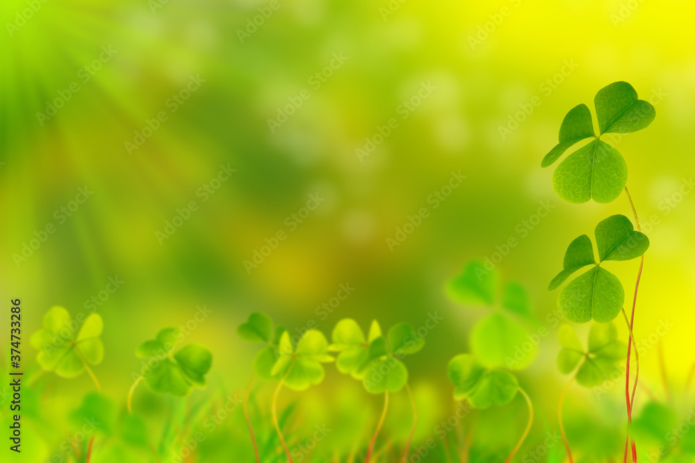 Green clover leaves on a background summer landscape. St.Patrick 's Day Green clover leaves on a background summer landscape. St.Patrick 's Day