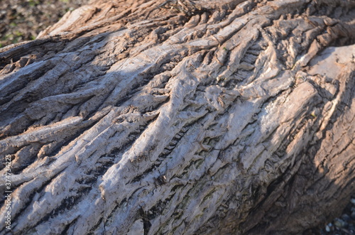 
characteristic marks and streaks of the bark of a tree