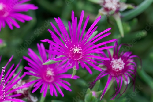 Trailing iceplant  Delosperma cooperi