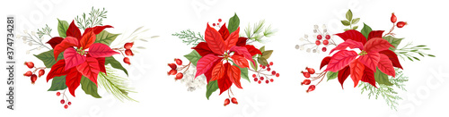 Christmas red poinsettia vector Flower. Winter plants, floral elements illustration watercolor concept on transparent background. Traditional xmas set of blooming bouquet green leaves and red petals