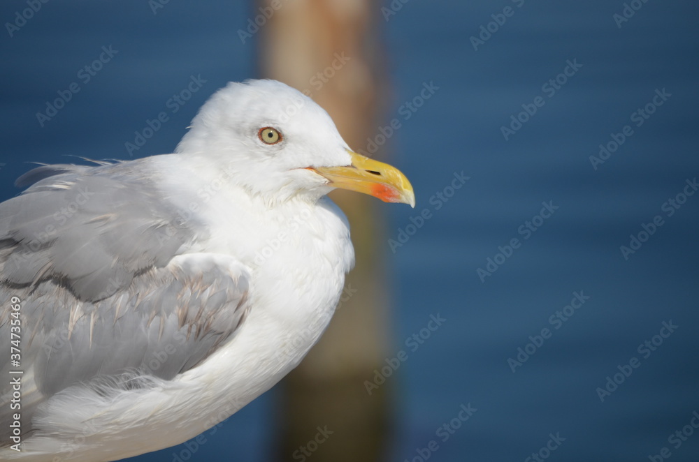 white and gray seagull in the foreground
white and gray seagull in the foreground