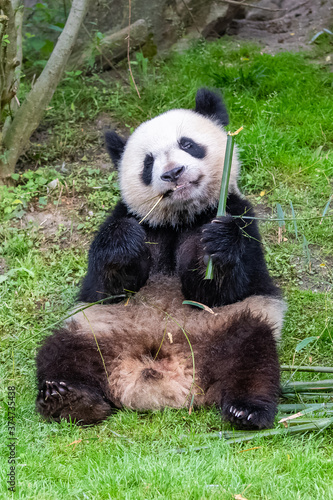 Fototapeta Naklejka Na Ścianę i Meble -  Giant pandas, bear pandas