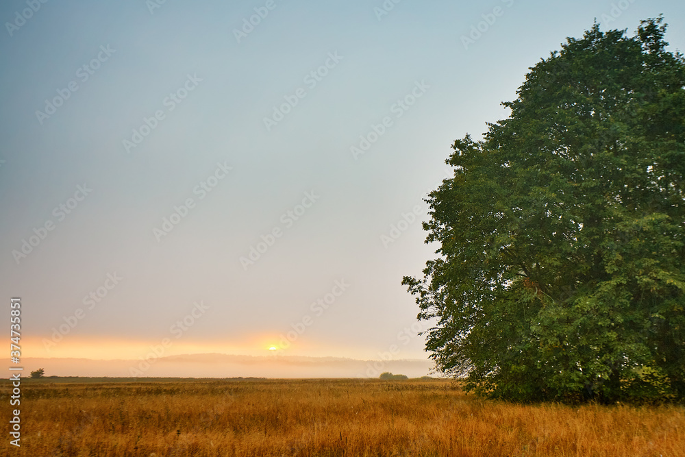 Misty autumn sunrise. Overcast rainy dawn. og over meadow and oakery