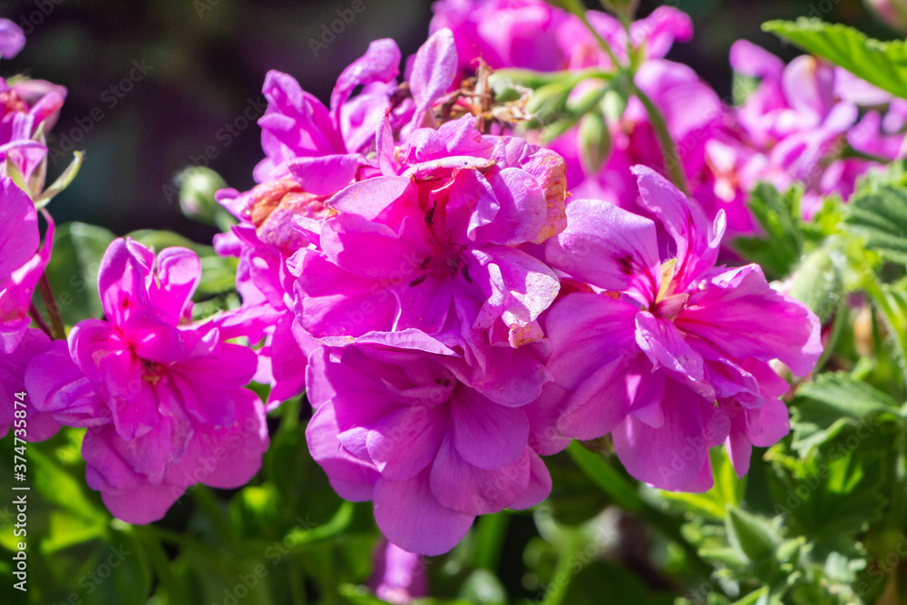 Pink geranium flowers in a garden during summer Pink geranium flowers in a garden during summer